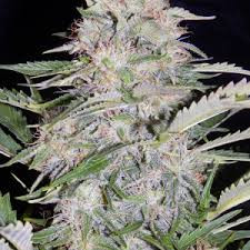 Sour Blues - MEPHISTO GENETICS | TanieSianie.pl