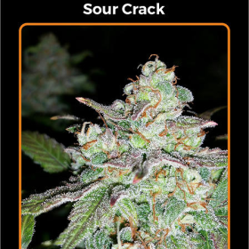 Sour Crack - MEPHISTO GENETICS | TanieSianie.pl