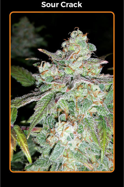 Sour Crack - MEPHISTO GENETICS | TanieSianie.pl