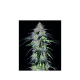 Sour Hound F2 - MEPHISTO GENETICS | TanieSianie.pl