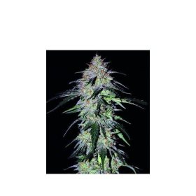 Sour Hound F2 - MEPHISTO GENETICS | TanieSianie.pl