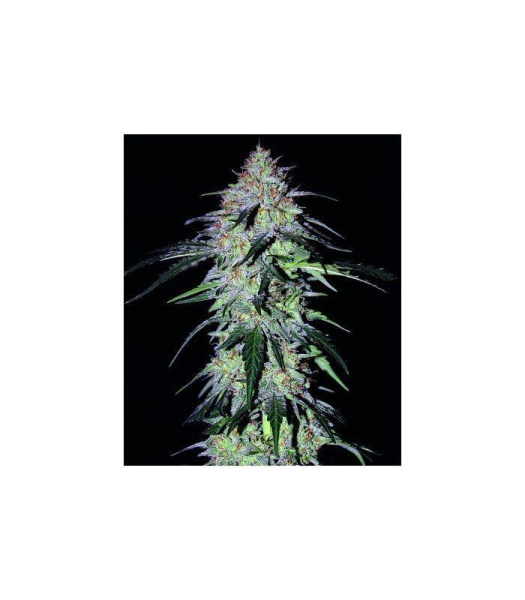 Sour Hound F2 - MEPHISTO GENETICS | TanieSianie.pl