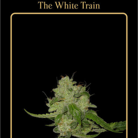 The White Train - MEPHISTO GENETICS | TanieSianie.pl