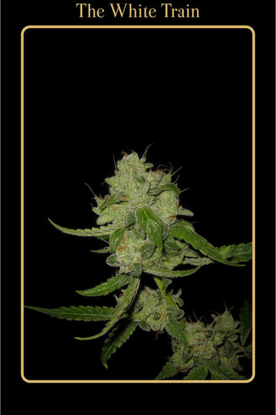 The White Train - MEPHISTO GENETICS | TanieSianie.pl