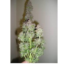 Toof Decay - MEPHISTO GENETICS | TanieSianie.pl