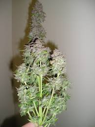 Toof Decay - MEPHISTO GENETICS | TanieSianie.pl