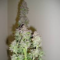 Toof Decay - MEPHISTO GENETICS
