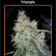 Triangle Kush - MEPHISTO GENETICS | TanieSianie.pl