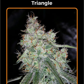Triangle Kush - MEPHISTO GENETICS | TanieSianie.pl