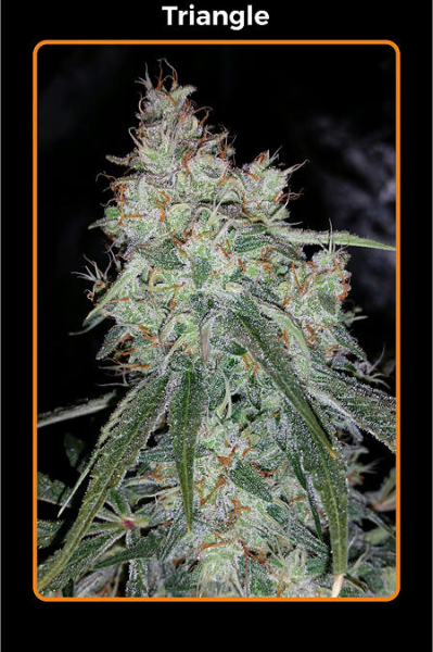 Triangle Kush - MEPHISTO GENETICS | TanieSianie.pl
