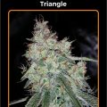 Triangle Kush - MEPHISTO GENETICS
