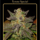 Tyrone Special - MEPHISTO GENETICS | TanieSianie.pl