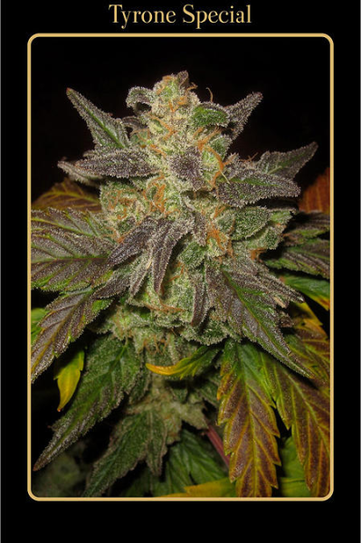 Tyrone Special - MEPHISTO GENETICS | TanieSianie.pl