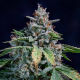 Walter White Auto - MEPHISTO GENETICS | TanieSianie.pl
