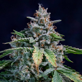 Walter White Auto - MEPHISTO GENETICS | TanieSianie.pl