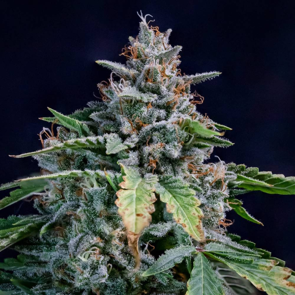 Walter White Auto - MEPHISTO GENETICS | TanieSianie.pl