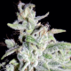 Walter White Auto - MEPHISTO GENETICS | TanieSianie.pl