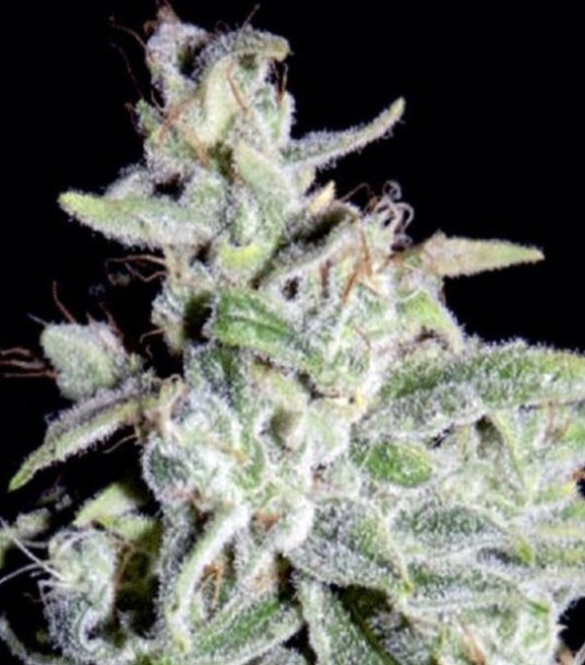 Walter White Auto - MEPHISTO GENETICS | TanieSianie.pl