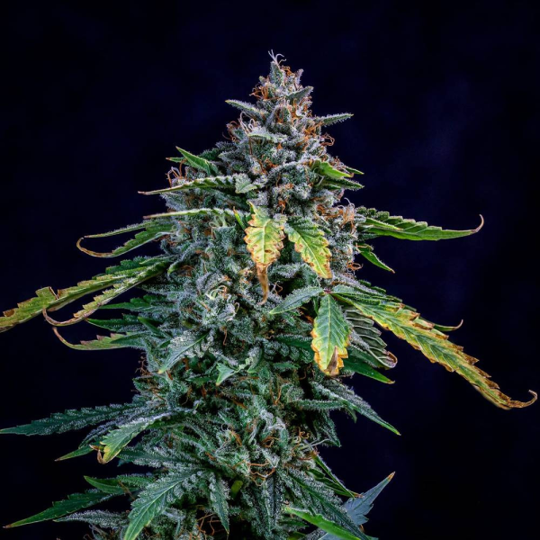 Walter White Auto - MEPHISTO GENETICS | TanieSianie.pl