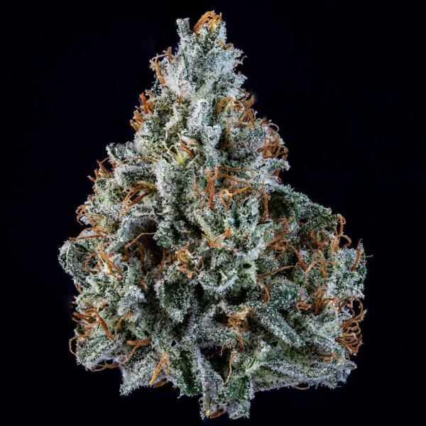 Walter White Auto - MEPHISTO GENETICS | TanieSianie.pl