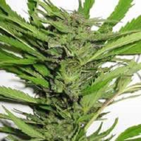 Afghani Special - KC BRAINS | TanieSianie.pl