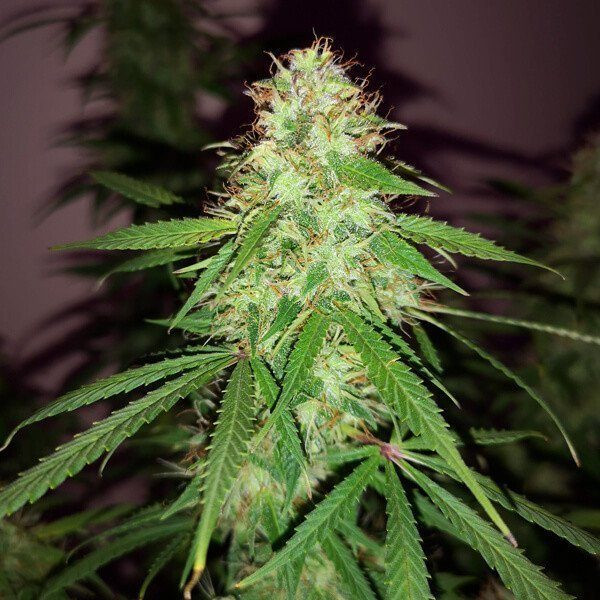 Quick One Autoflowering - ROYAL QUEEN SEEDS | TanieSianie.pl