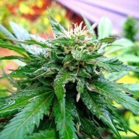 California Special - KC BRAINS | TanieSianie.pl