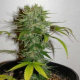 Cristal Limit - KC BRAINS | TanieSianie.pl