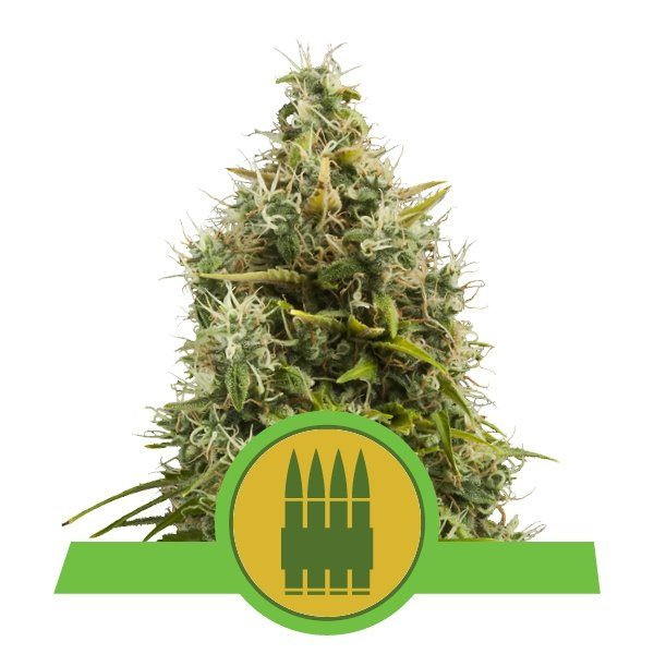Royal AK Automatic - ROYAL QUEEN SEEDS | TanieSianie.pl