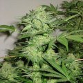 Northern Light Special - KC BRAINS