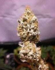 White K.C. - KC BRAINS | TanieSianie.pl