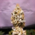 White K.C. - KC BRAINS