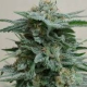 AK Kush - KALASHNIKOV SEEDS | TanieSianie.pl