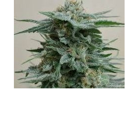 AK Kush - KALASHNIKOV SEEDS | TanieSianie.pl