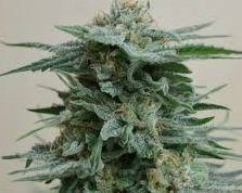 AK Kush - KALASHNIKOV SEEDS | TanieSianie.pl