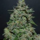 AK Kush Express - KALASHNIKOV SEEDS | TanieSianie.pl