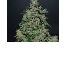 AK Kush Express - KALASHNIKOV SEEDS | TanieSianie.pl