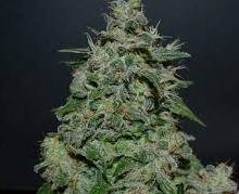 AK Kush Express - KALASHNIKOV SEEDS | TanieSianie.pl