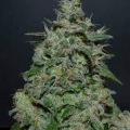 AK Kush Express - KALASHNIKOV SEEDS