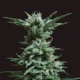 AK Skunk - KALASHNIKOV SEEDS | TanieSianie.pl