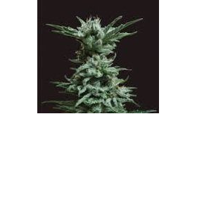 AK Skunk - KALASHNIKOV SEEDS | TanieSianie.pl