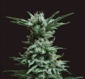 AK Skunk - KALASHNIKOV SEEDS | TanieSianie.pl
