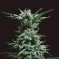 AK Skunk - KALASHNIKOV SEEDS