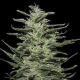 Amnesia Molotov - KALASHNIKOV SEEDS | TanieSianie.pl