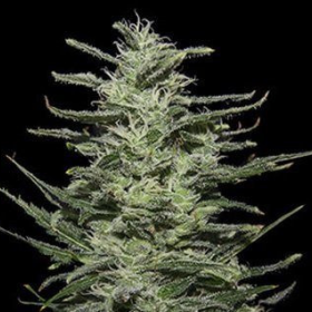 Amnesia Molotov - KALASHNIKOV SEEDS | TanieSianie.pl