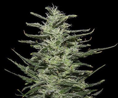 Amnesia Molotov - KALASHNIKOV SEEDS | TanieSianie.pl