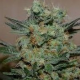 Baikal Express - KALASHNIKOV SEEDS | TanieSianie.pl