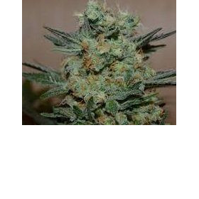 Baikal Express - KALASHNIKOV SEEDS | TanieSianie.pl