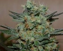 Baikal Express - KALASHNIKOV SEEDS | TanieSianie.pl