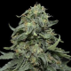 Kabul Express - KALASHNIKOV SEEDS | TanieSianie.pl